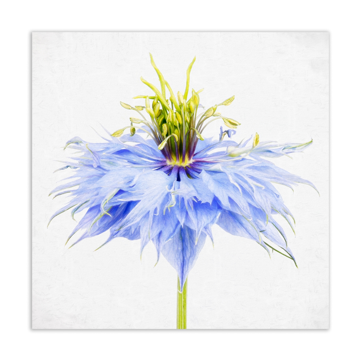 Tiled Image