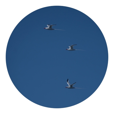 Tiled Image