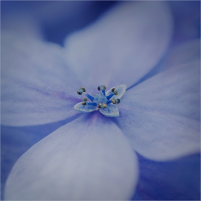 Tiled Image