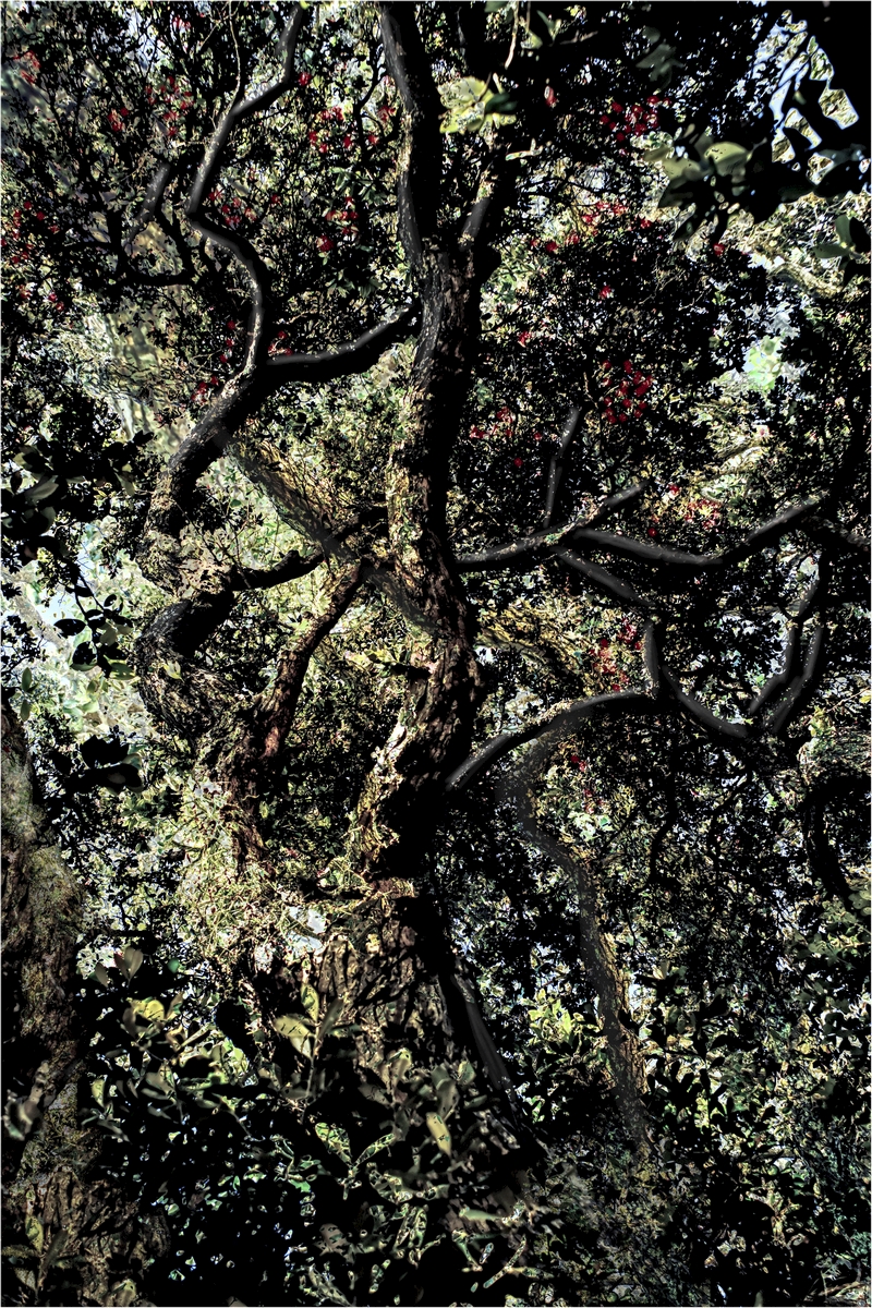 Tiled Image