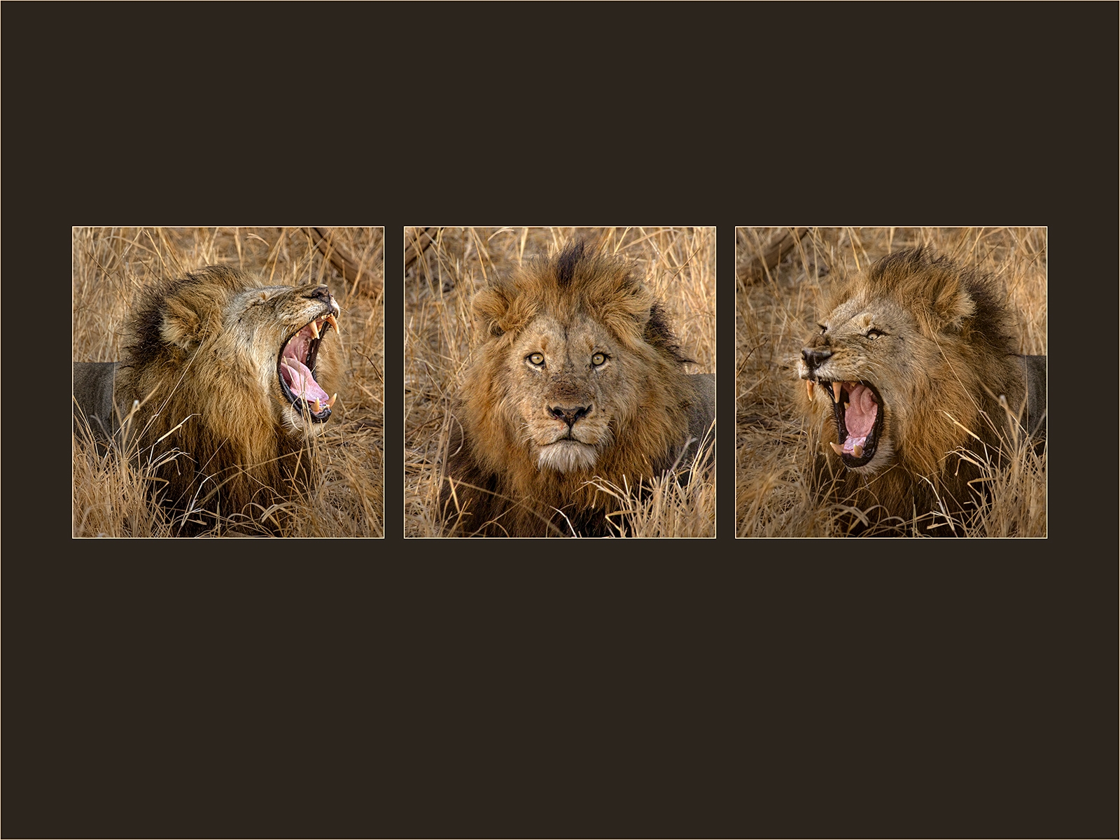 Tiled Image