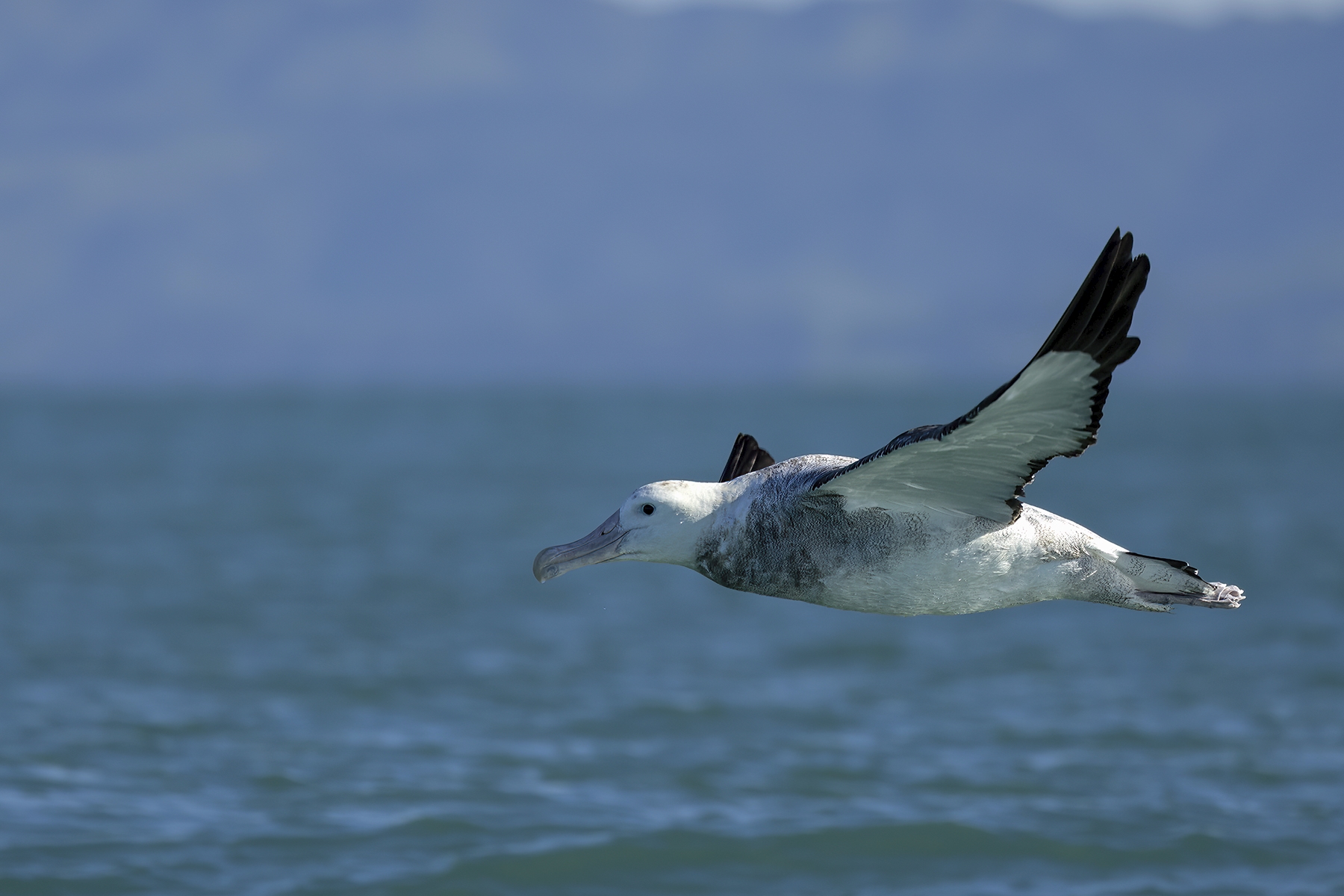 Tiled Image